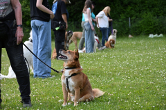 DSC_0978