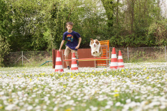 Hundeführer, Hunde beim Training